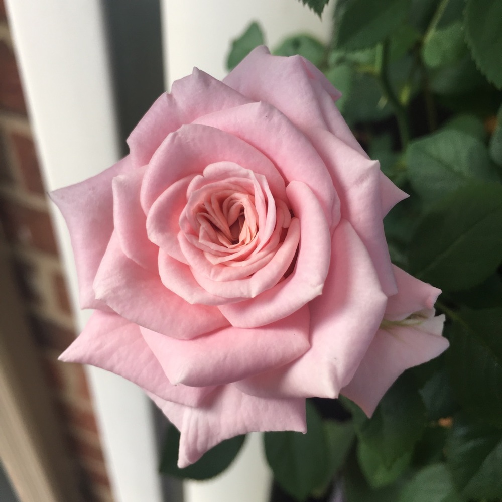 Meet your Closet Curator